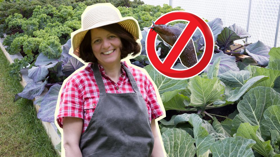 Слизни забудут дорогу к вашим грядкам: «угостите» их вот чем