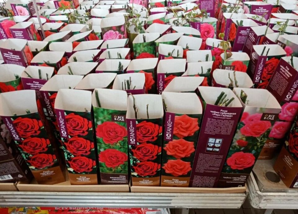 Как сохранить розы в коробках: советы опытных садоводов