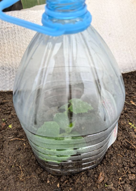 Непревзойдённый способ посадки огурцов