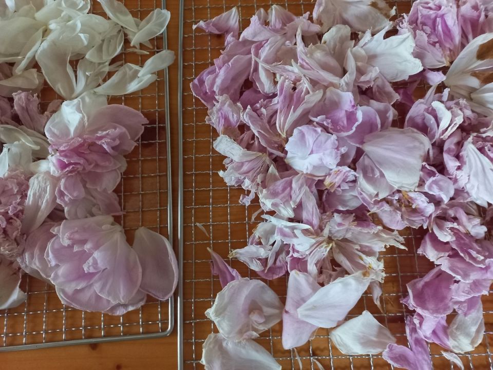 Почему вянущие пионы становятся новым трендом среди любителей чая