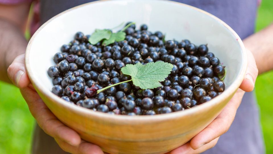 Сделайте это со смородиной после сбора ягод: через год «завалит» урожаем