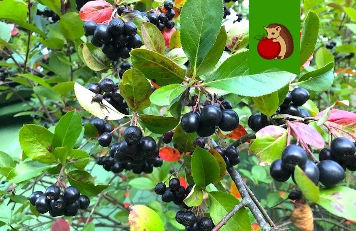 Черноплодка: лучшие способы заготовки и уникальные рецепты для осени