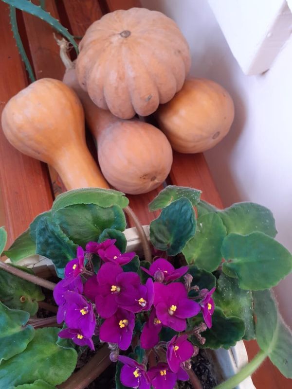 Тыквенная каша на завтрак: полезный и быстрый рецепт без забот