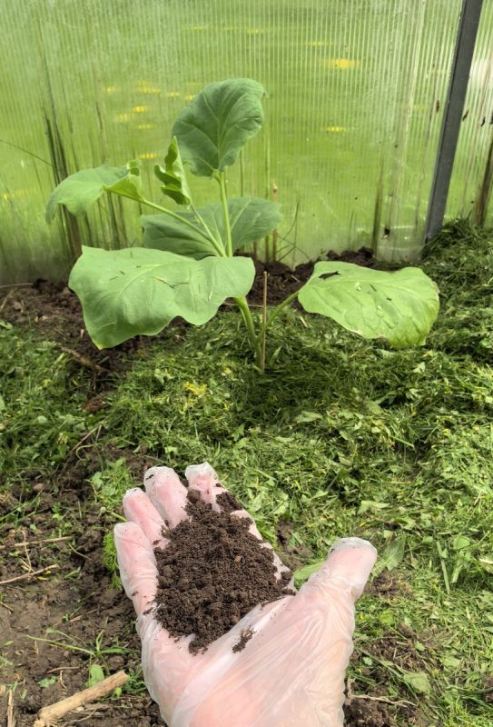 Как правильно посадить баклажаны: секреты для богатого урожая