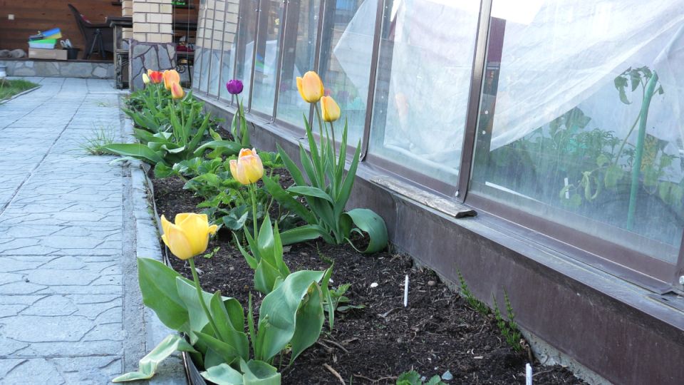 Неожиданные растительные соседи: когда декоративные цветы превращаются в непрошеных гостей