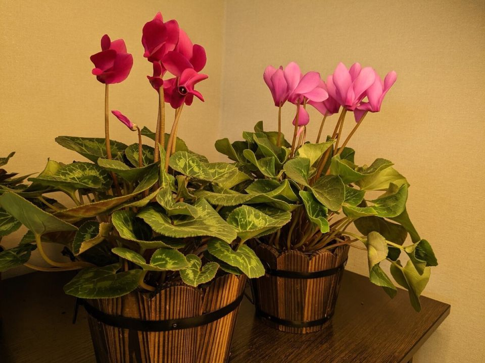 Как цикламены преобразили уют зимнего подоконника