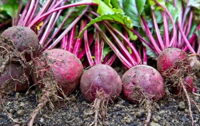 Соль и свекла: необходимость или миф? Разбираемся в вопросе с агрономами