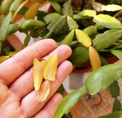 Почему декабрист теряет листья и как с этим справиться?