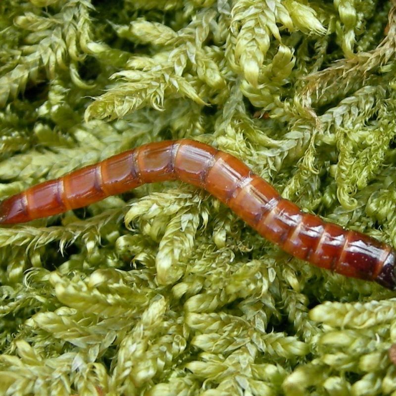 Как победить проволочника: советы для успешного урожая