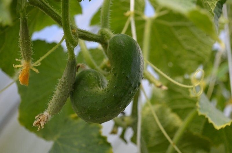 Как добиться идеальной формы огурцов: секреты правильной подкормки