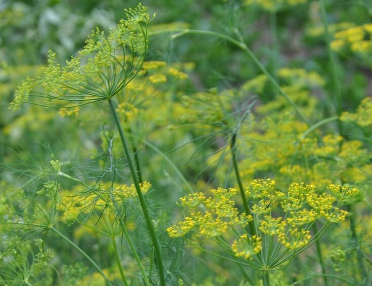 �����: ��� ��������� ��� � ������� � ������������ ��-������