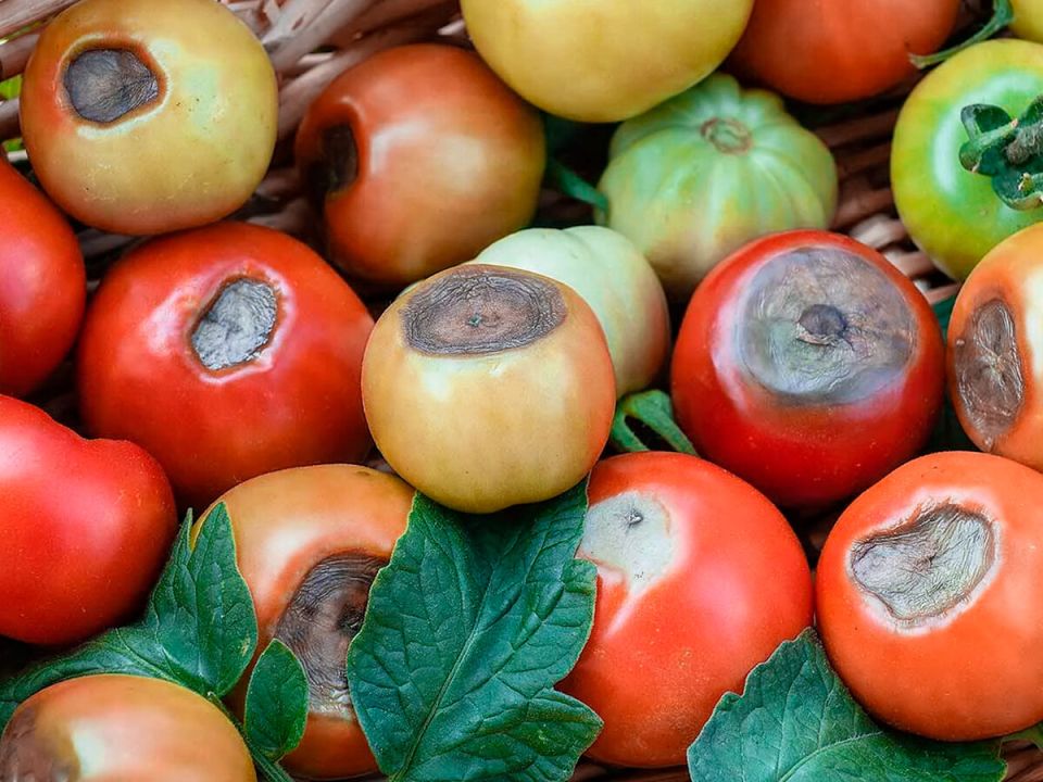 ����� ����: ��� ������������ � ��� ��������� ����������� ���������