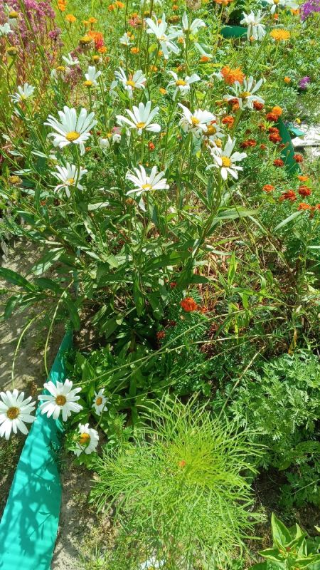 Разочарование в лечении пяточной шпоры: личный опыт и советы