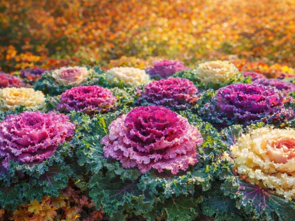 Декоративная капуста: яркий акцент вашей осенней клумбы