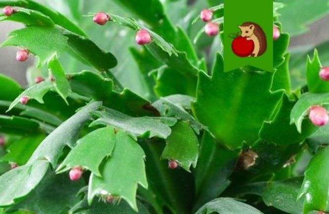 ��� ��������� �������� ����������: ������� ������ ��� ��������� �����