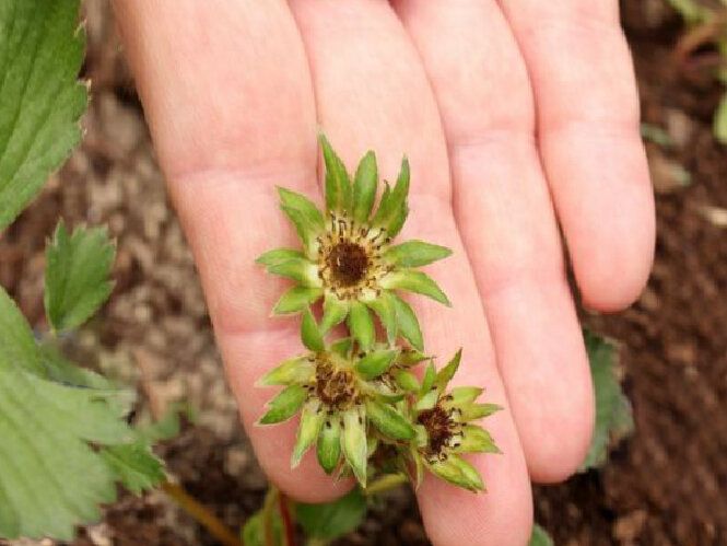 Деформация ягод земляники: редкость или следствие ошибок в агротехнике?