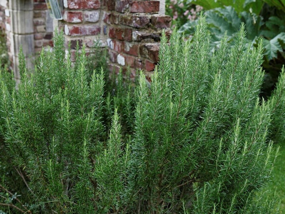 ������� ������ �������: ��� ��������� �������� �� �����