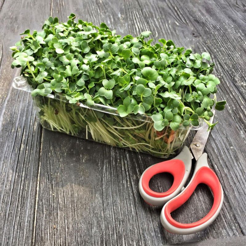 Микрозелень на подоконнике: как вырастить и использовать с удовольствием