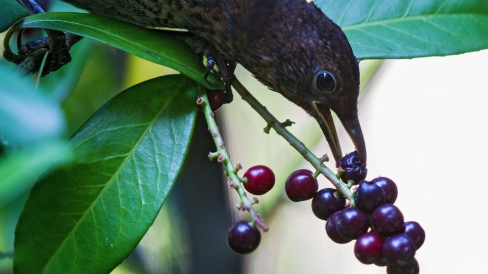 Птицы больше не тронут ни одной ягоды: бросьте на грядку этот женский предмет