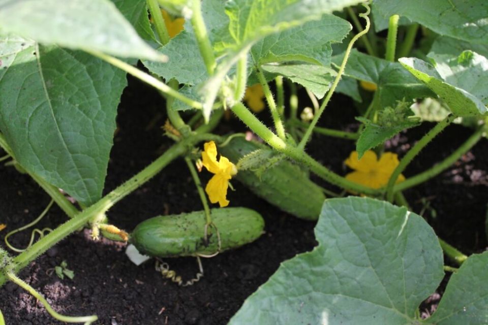 ����� � �������: ��������� ������ ��� �������