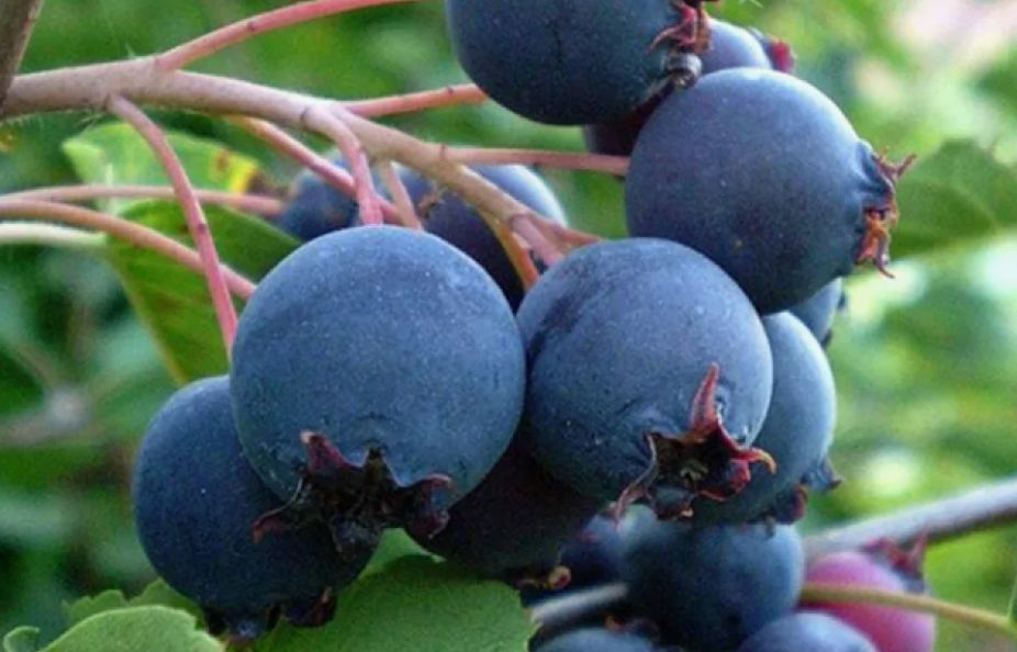 ������ ���� ������ ������ ���� ����� � ����� ����