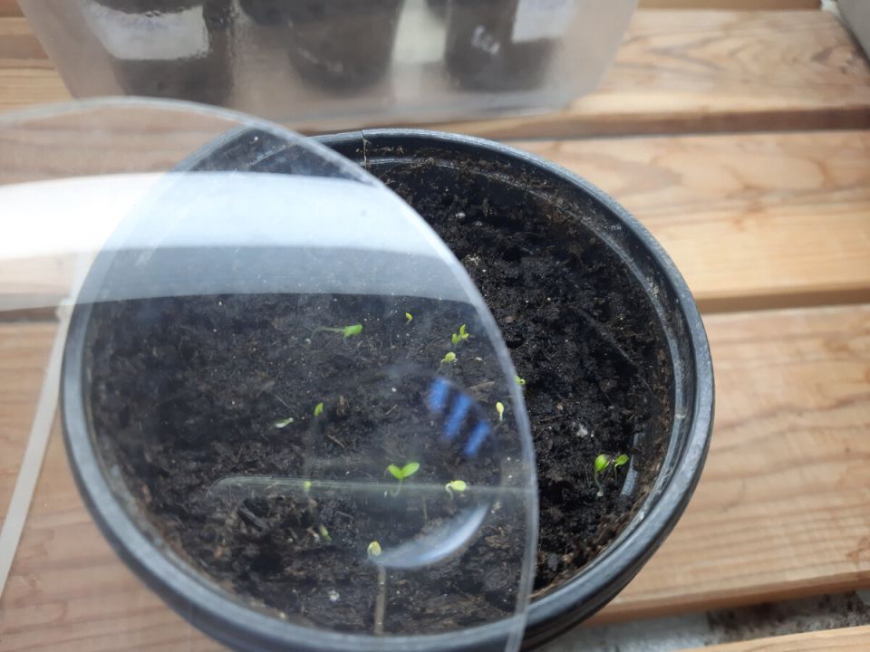 �����������, ������� ������ ����������� ������� ����� � �������