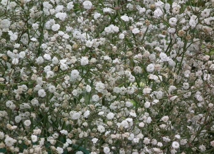 ���������: ��������� �������, ���������� ���������