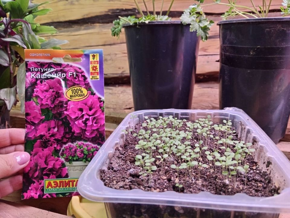 ��� �������� ���������������� ������ ��� ����������� �������