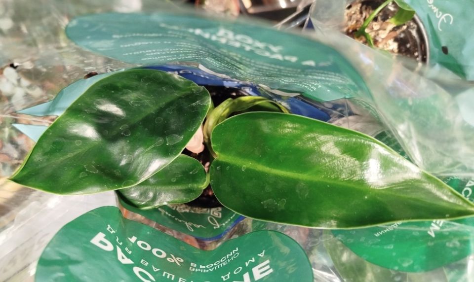 �����������: ��� ������� ��������� ���� ��� ������ ����