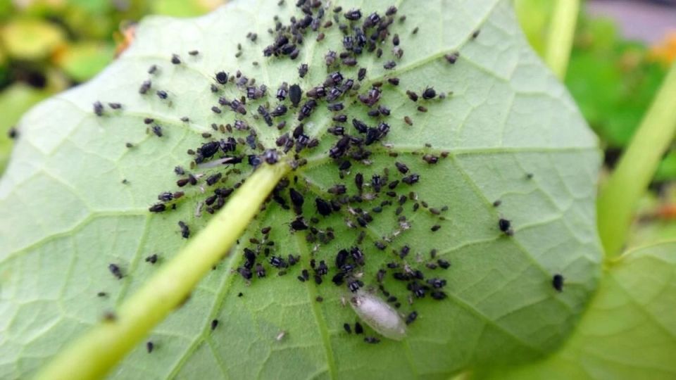Как эффективно справиться с тлей и защитить свой урожай