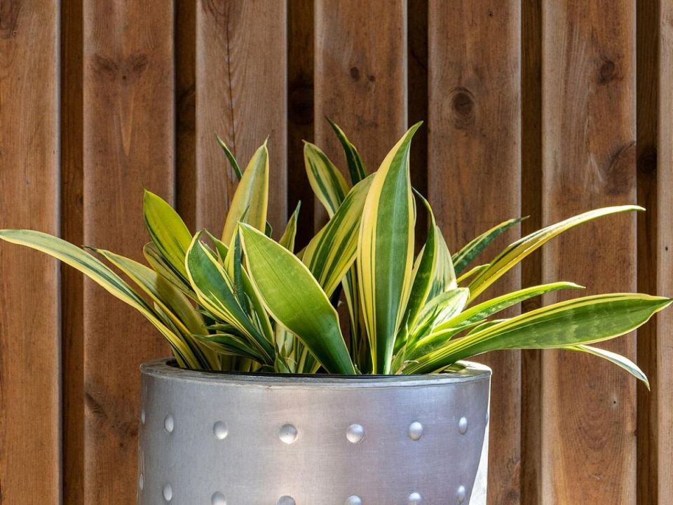 ��������� �������� ��� ��������: ��� ������� ������������ ��� ������ ���������� �����������