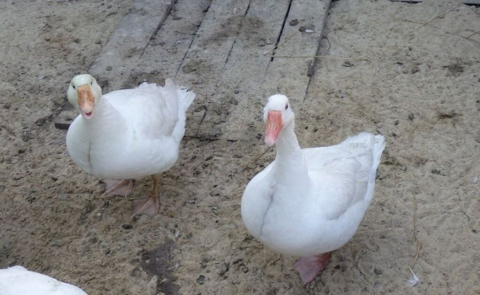 ��� ��������� ����� � ������� �������� ������ �����