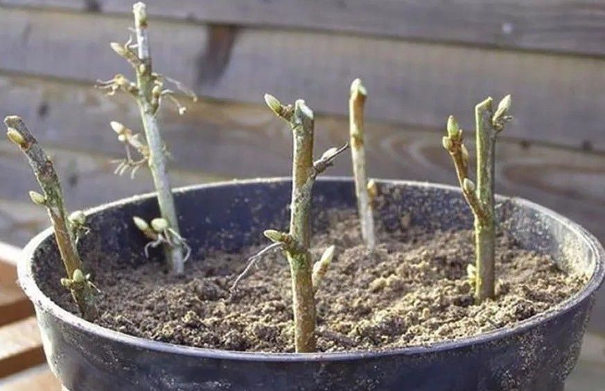 ����������� ������ ��������� ������� ���������: ������������ ����������� �� ����������