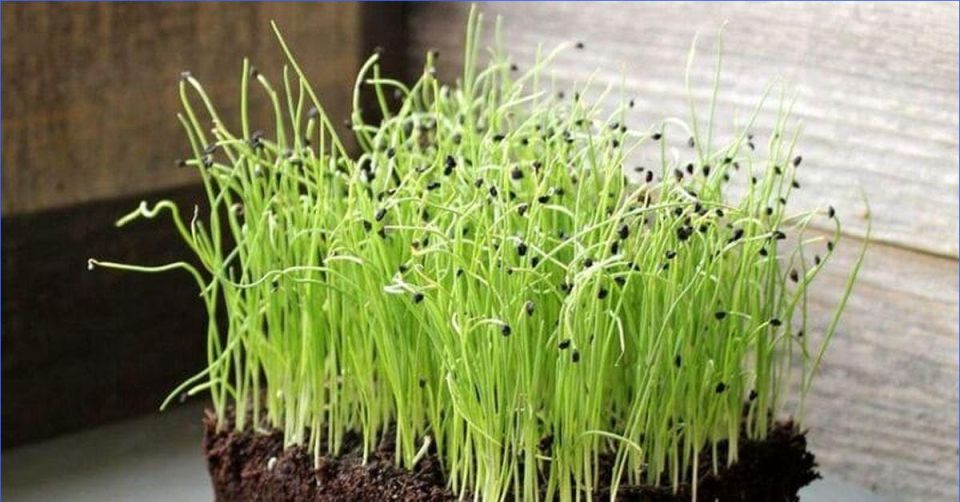 ���-����� ��� ������ ������: ��� �������� ������ ����� ���� � ������� ������