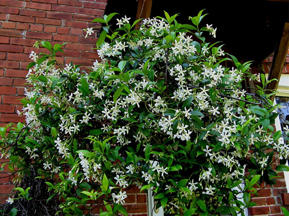 ��������������: ������ ��� ����� � harshe ������������� ��������