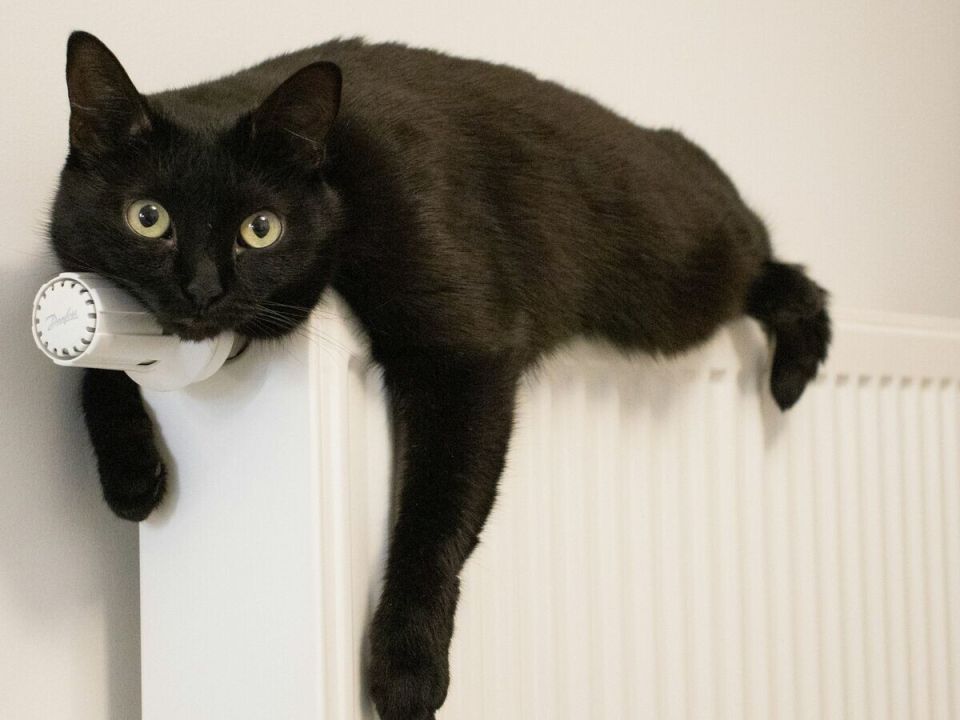 � ������� ���������� ����������� ��������� ������ �� ������ ���������� �������� ��������