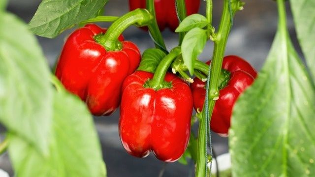 Как сформировать перец для получения крупных и вкусных плодов