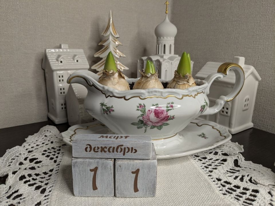 Как правильно достать первоцветы из холодильника: советы и рекомендации