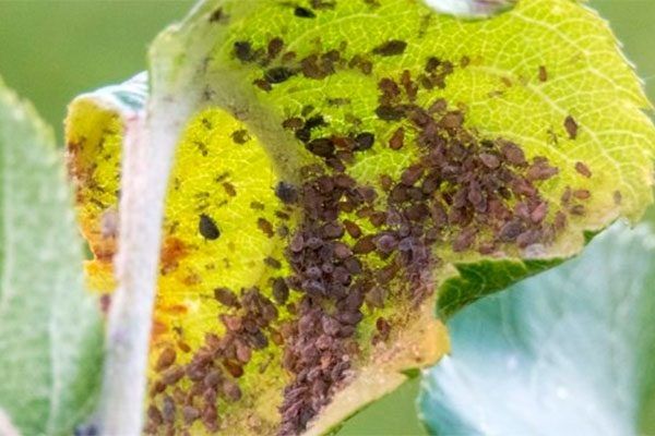 Эффективные способы борьбы с тлёй на груше: безопасные и проверенные методы