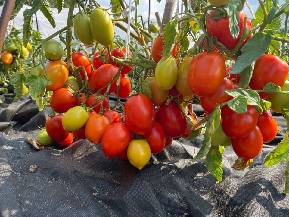 ����������� ������ ��� ��������� ������: ������ ����������� ����� ��� ������������