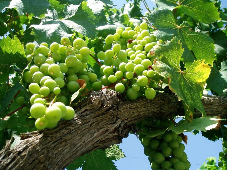 Как выбрать правильные растения для здорового урожая винограда