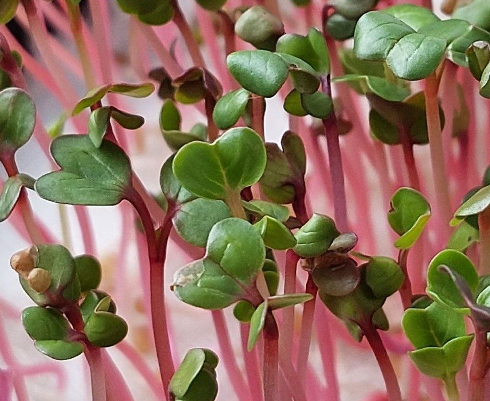 ��� ������� ����-����� �� ����������� �� 300 ������ � ������������ ������ ������������ ������� ���