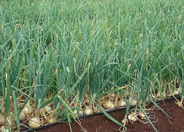 ��� ��������� ��������� �������� ���: ������ ��������