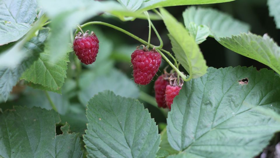 ������� � ��������� ������� ������ ��������: ������� ���� ���������