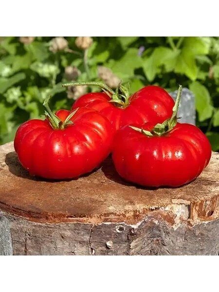 ����� �������� ����: ������� ��������� ����������� ���������� ������