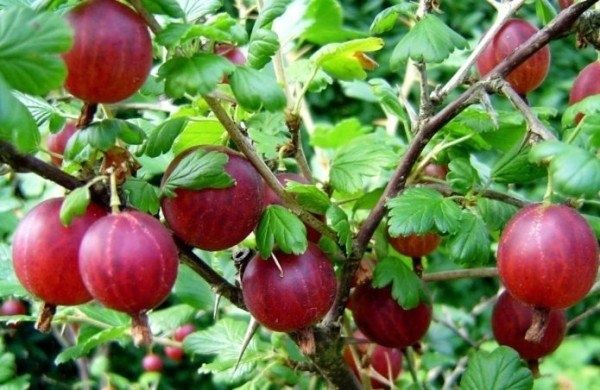 ��������� �������: �������� � ������ �� ������� ����