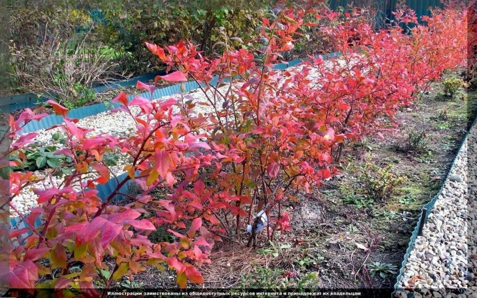 Гармония осени: уход за голубикой