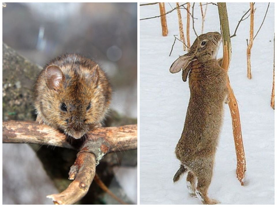 Побелка для деревьев: старый способ защитить от зимних бедствий