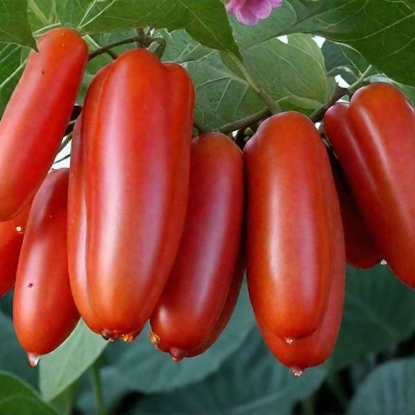 ����� �����: ������� ��������� ����������� � �������� ������