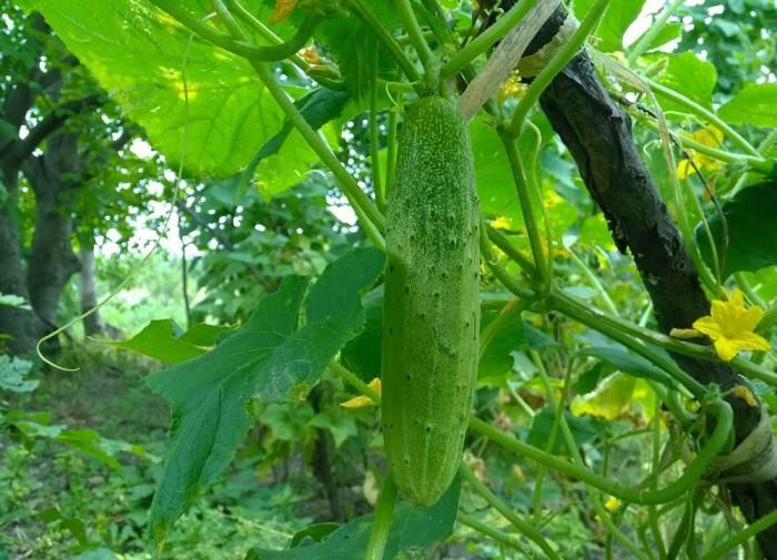 ���� ��������, ��� �������� ������ � �������